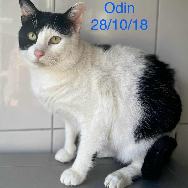 Odin photo