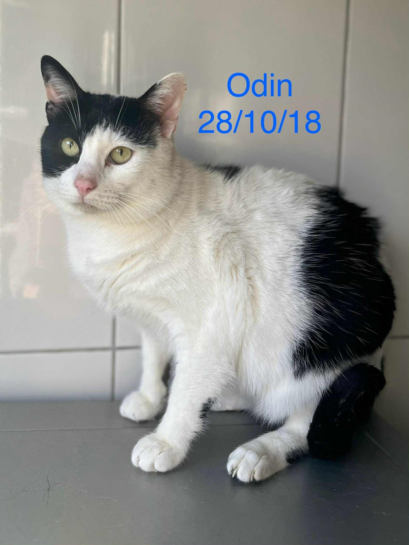 Odin photo