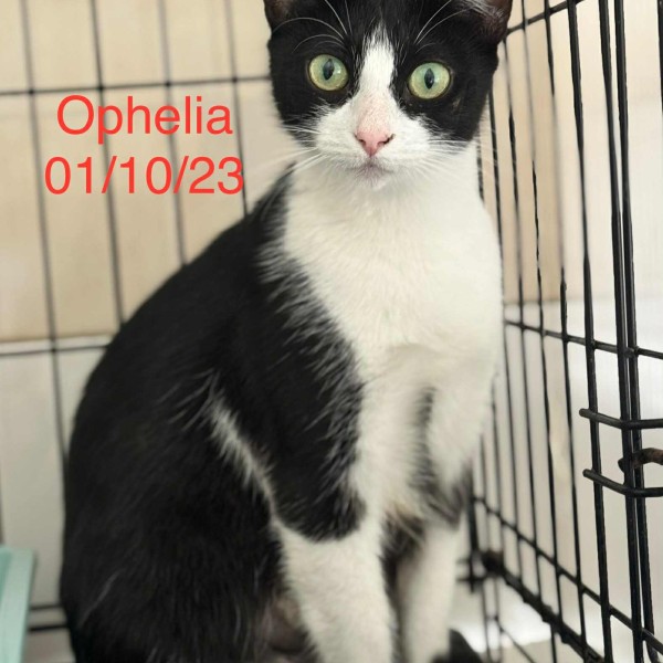 Oph&eacute;lia photo