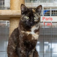 Paris photo