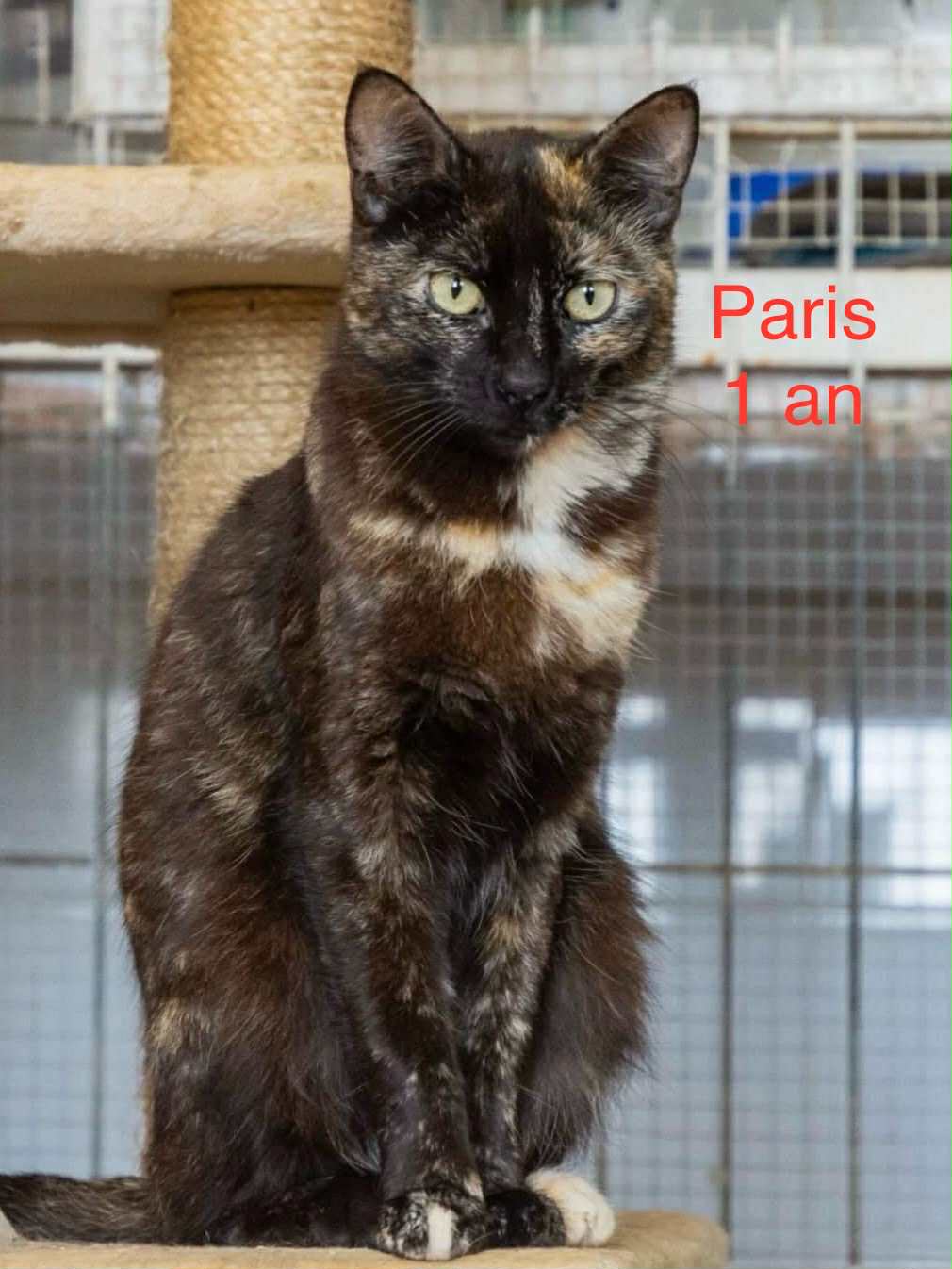 Paris photo