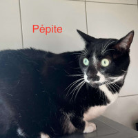 Pépitee photo