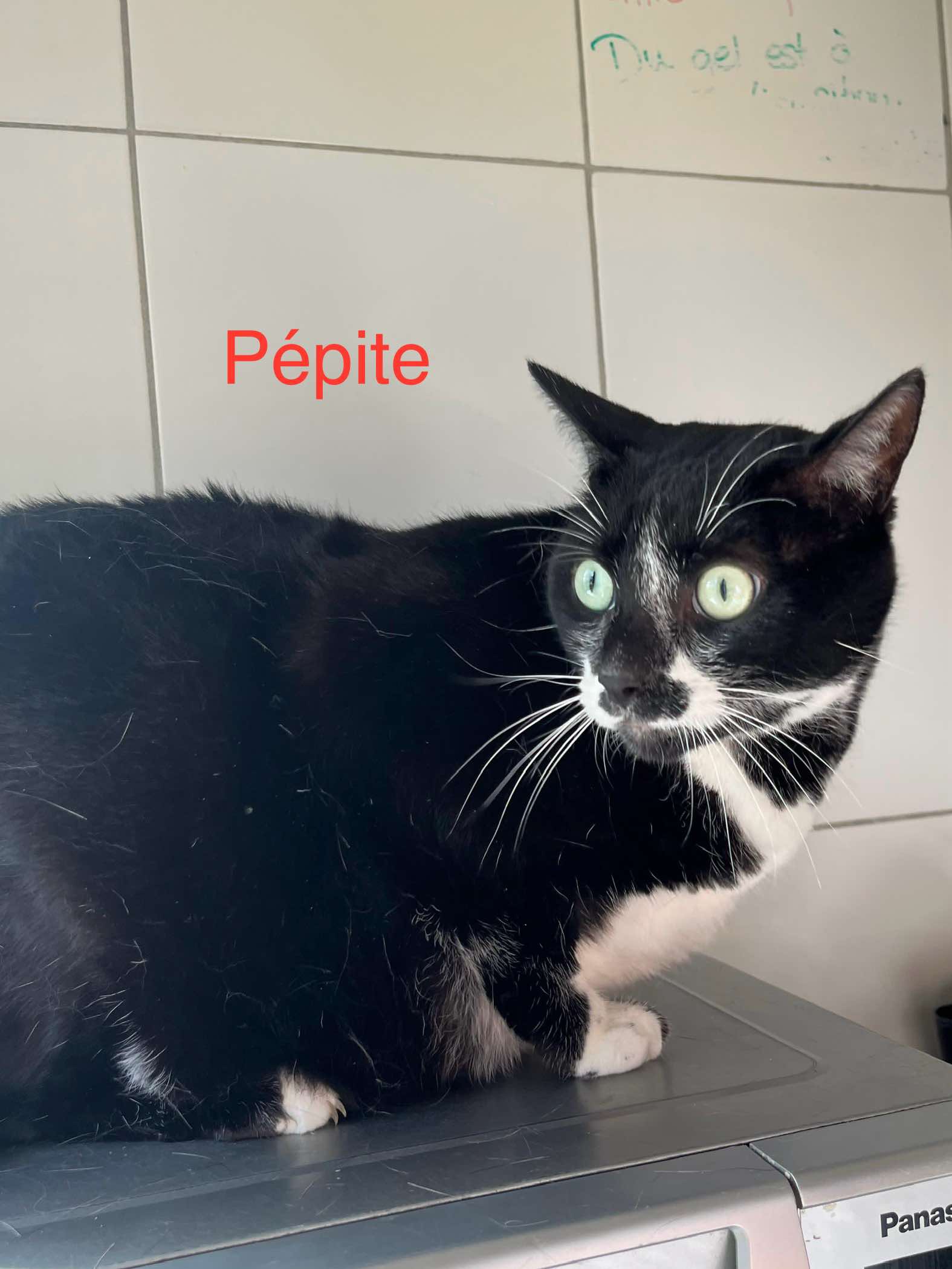 Pépitee photo