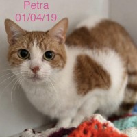 Petra photo
