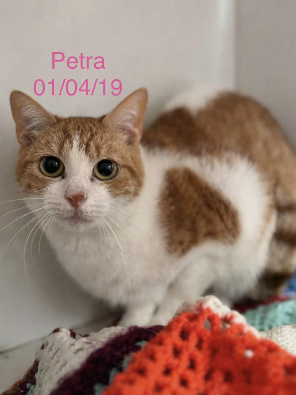 Petra photo