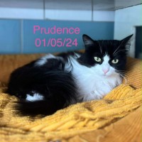 Prudence photo