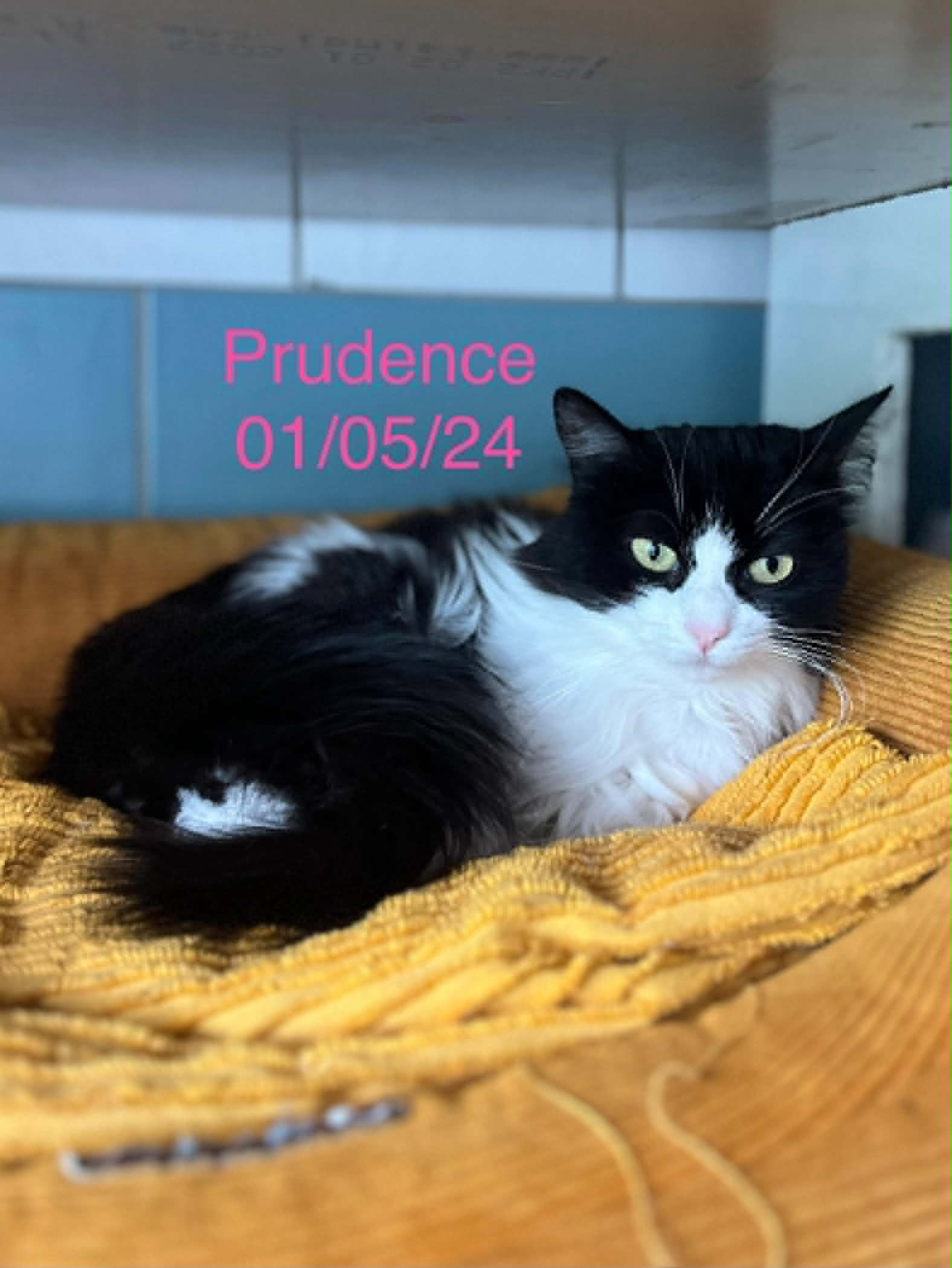 Prudence photo