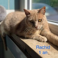 Rachid photo