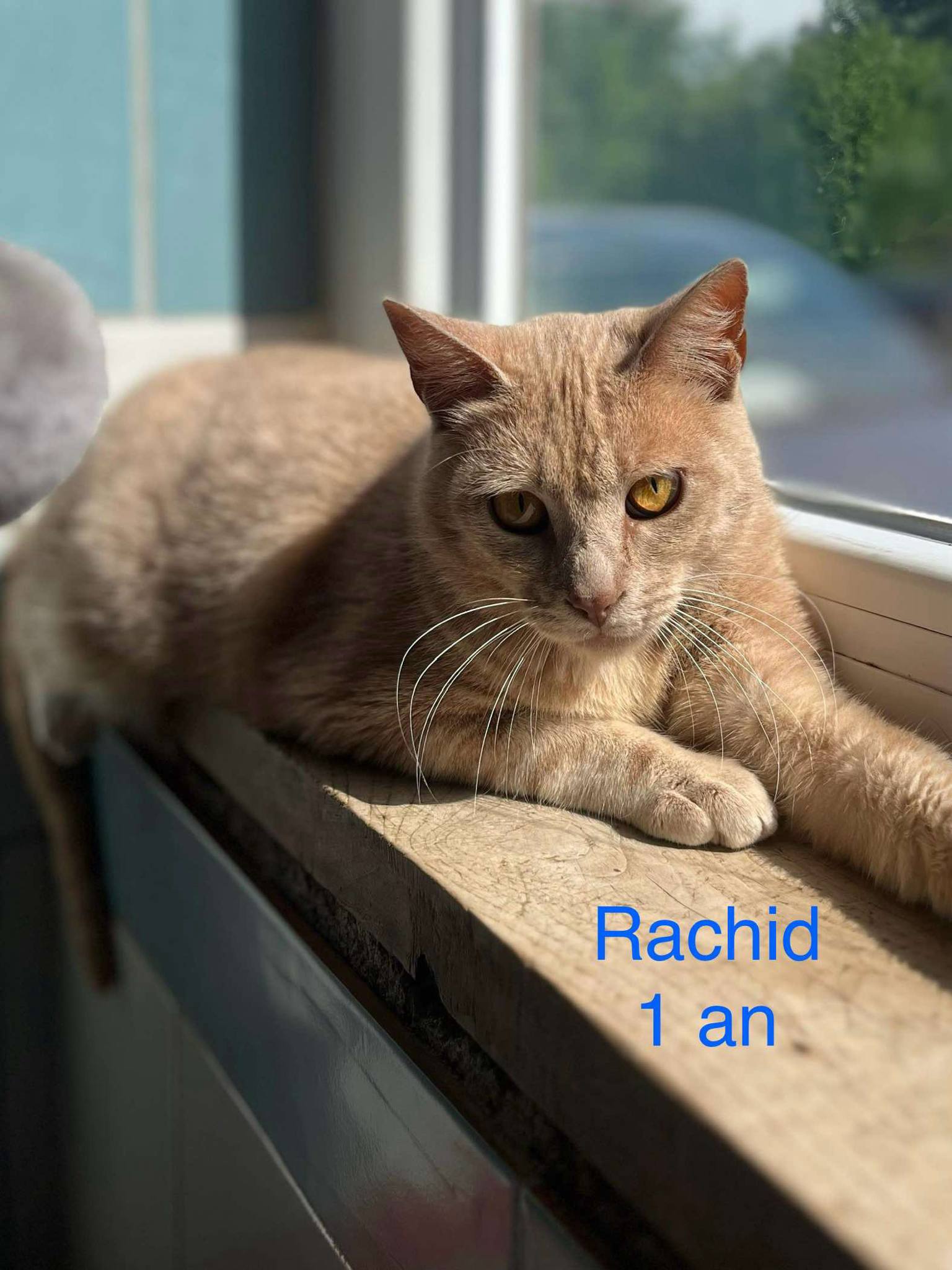 Rachid photo