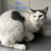 Ray photo