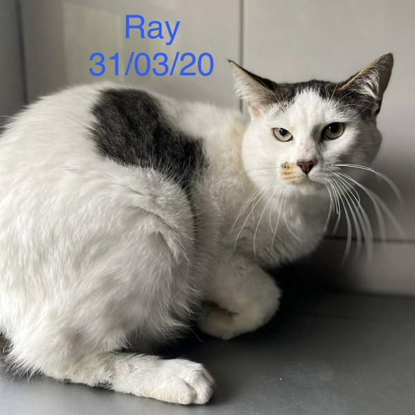 Ray photo