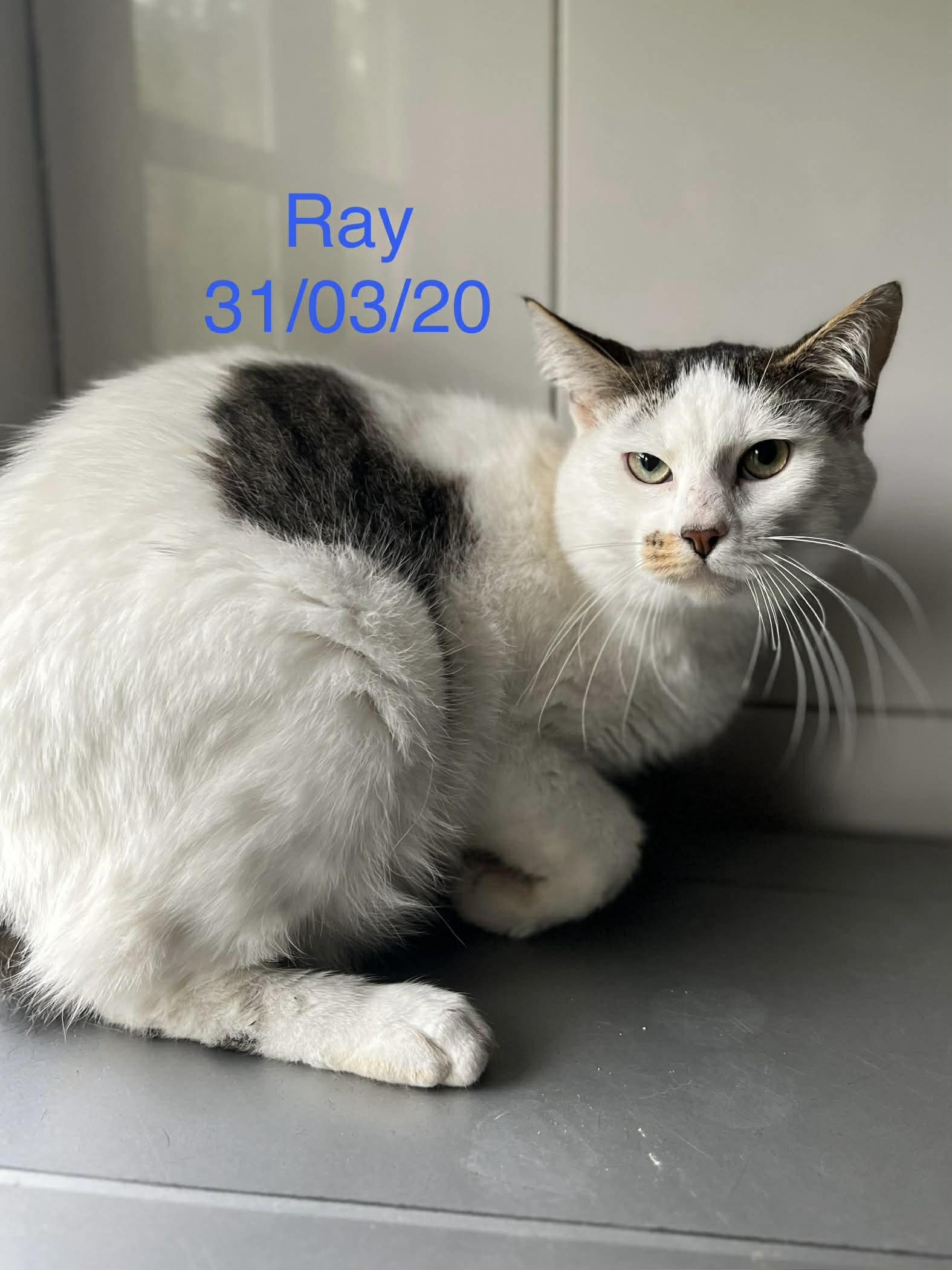 Ray photo