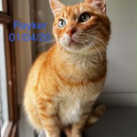 Rayker photo