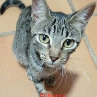 Ritterra photo