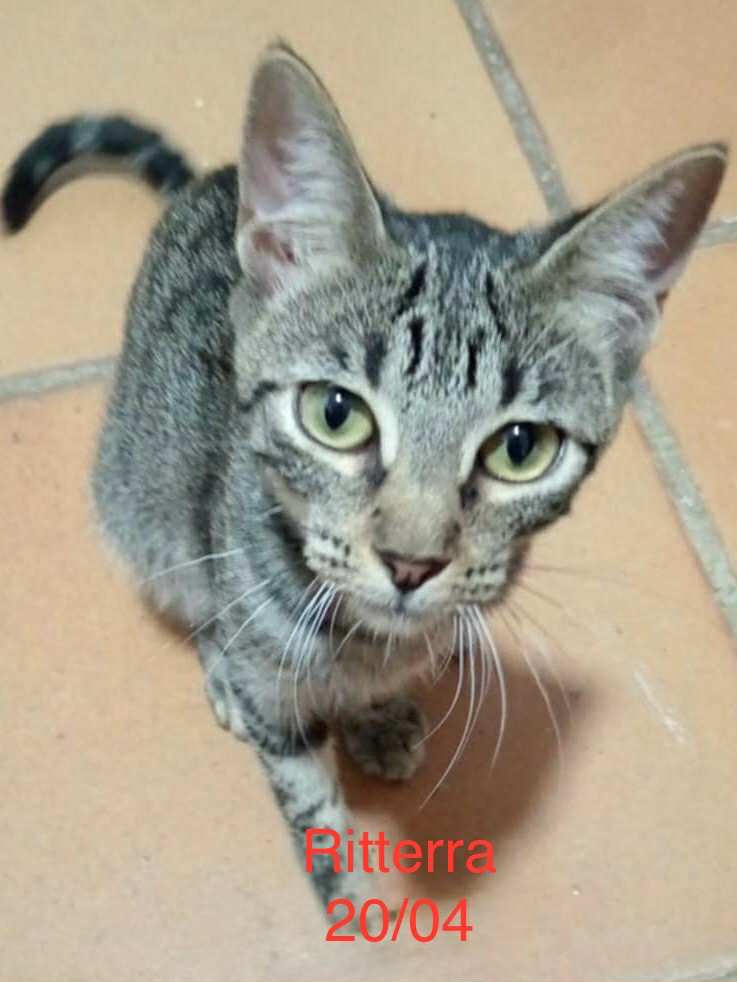 Ritterra photo