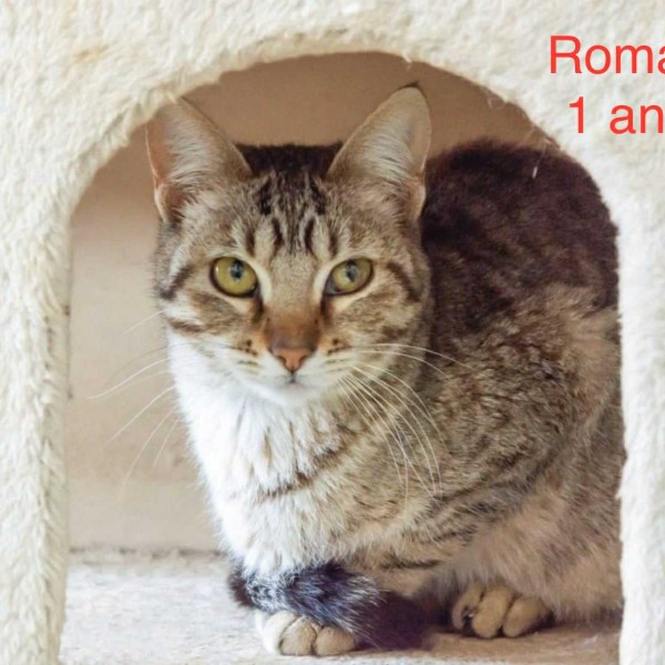 Roma photo