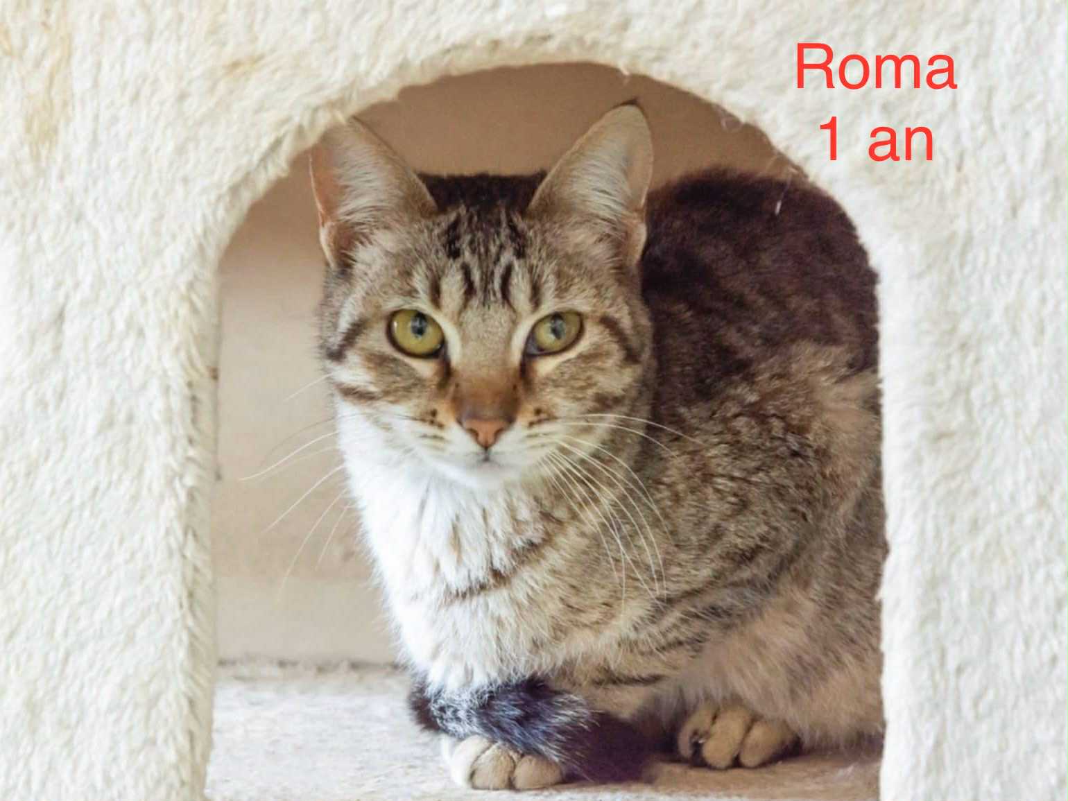 Roma photo