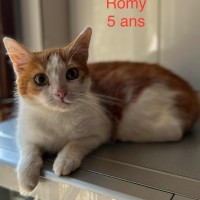 Romy photo