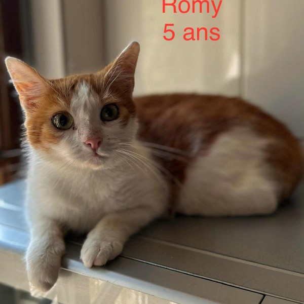 Romy photo