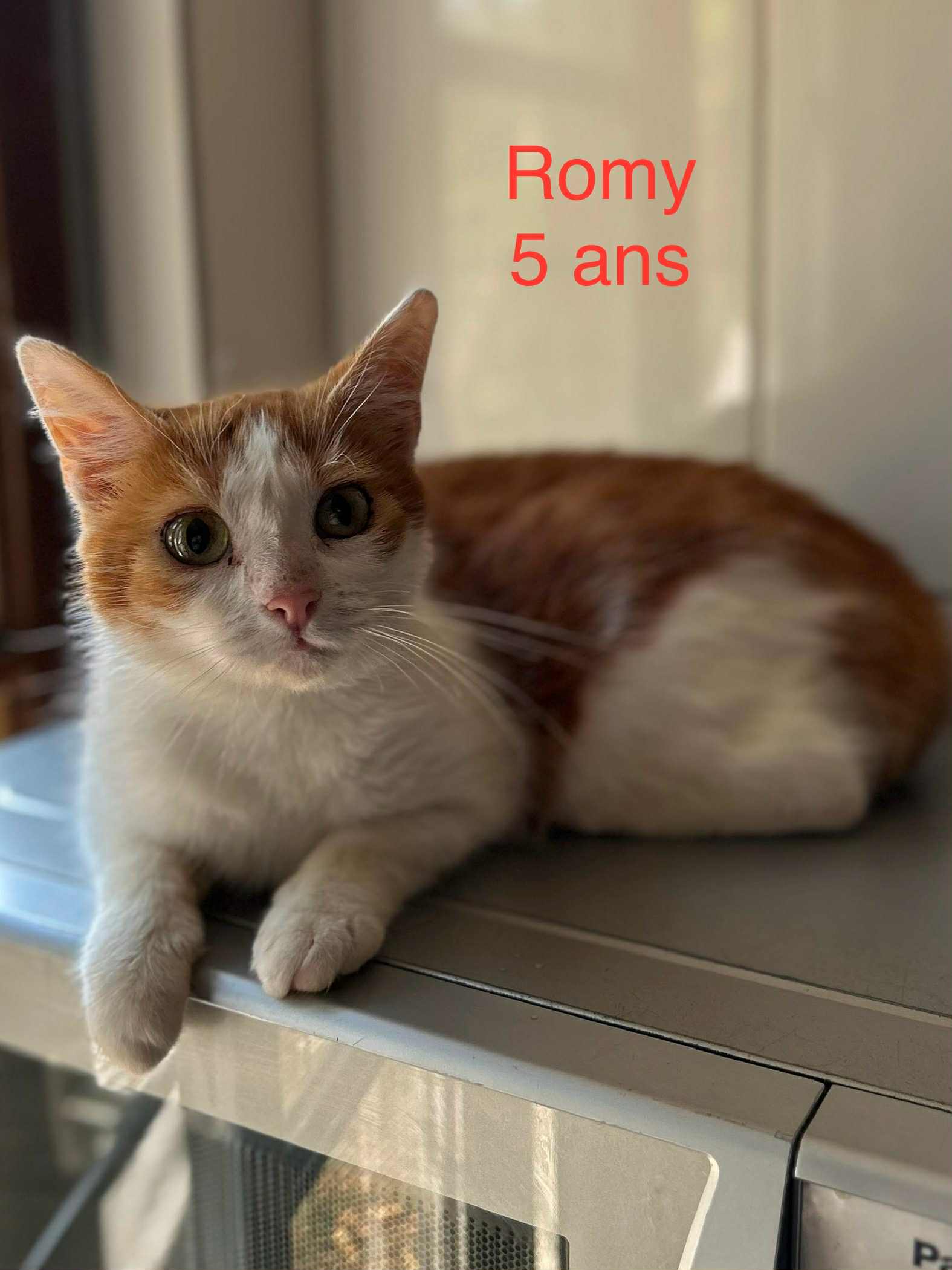 Romy photo