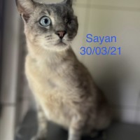 Sayan photo