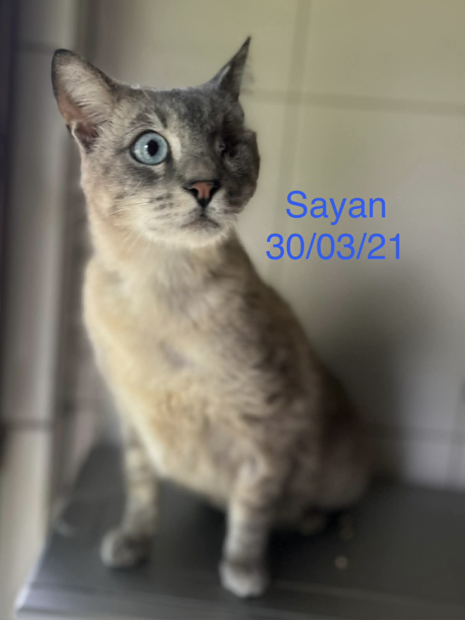 Sayan photo