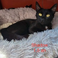 Shadow photo