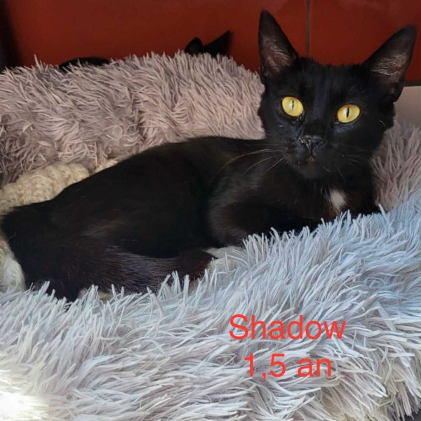 Shadow photo