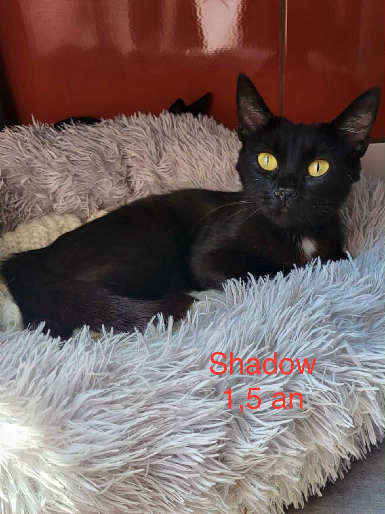 Shadow photo