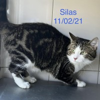 Silas photo