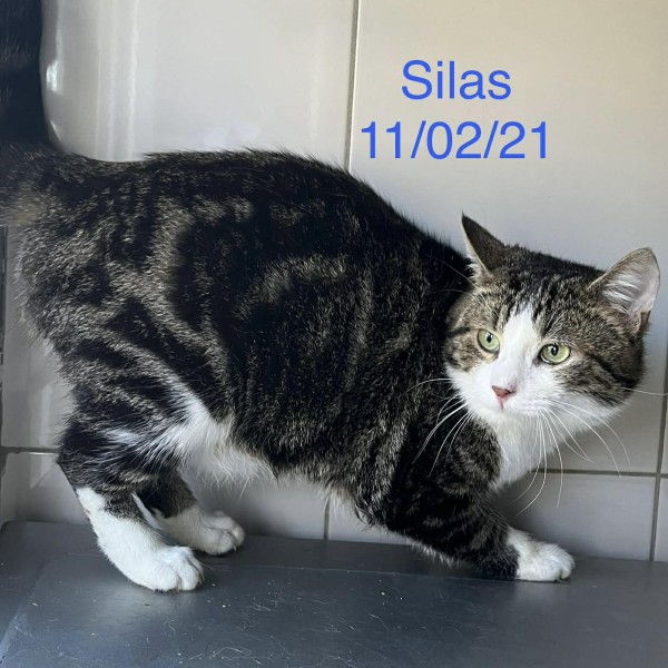 Silas photo
