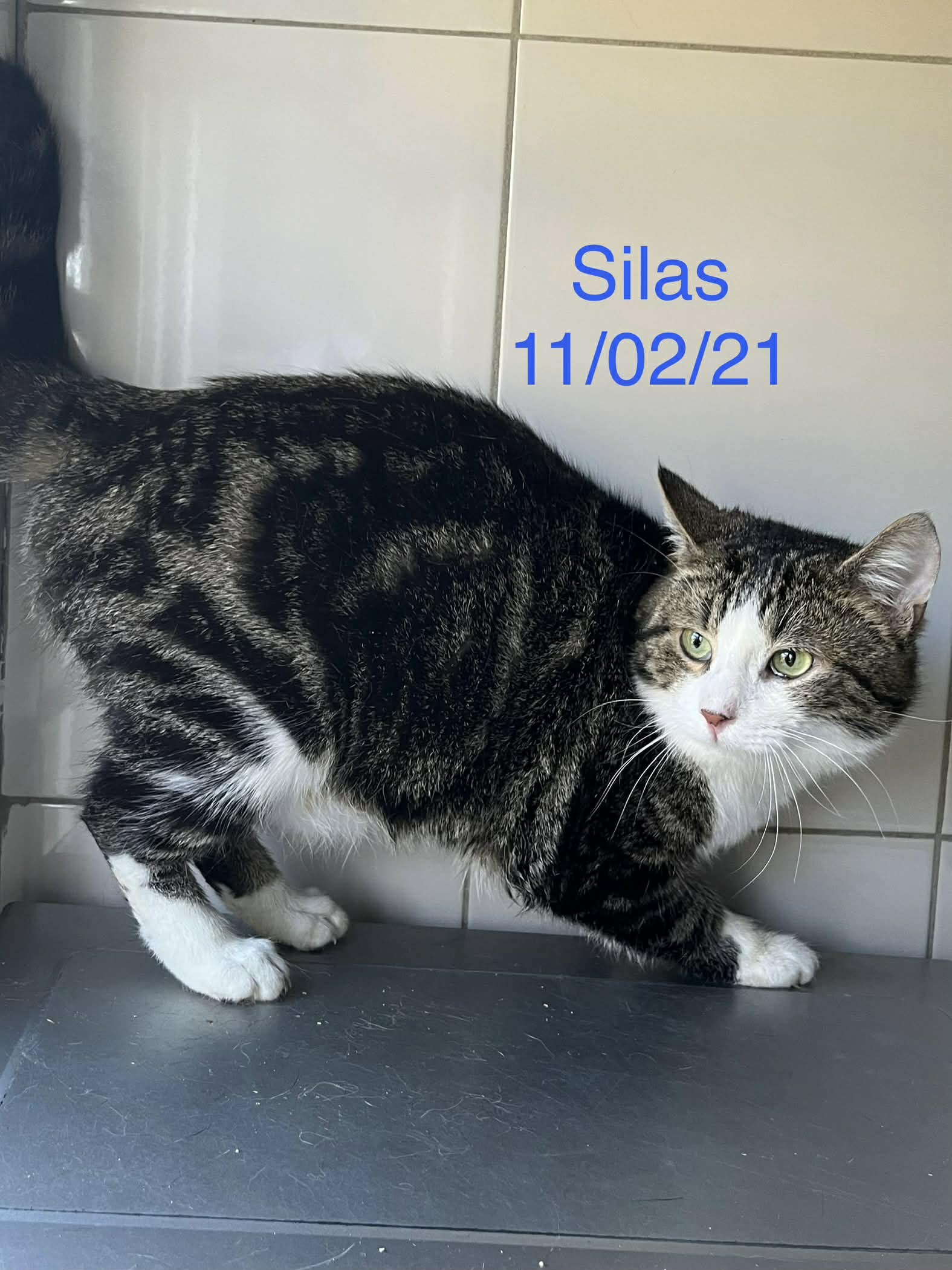 Silas photo