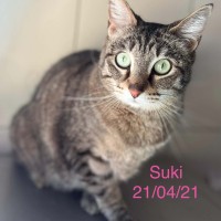 Suki photo