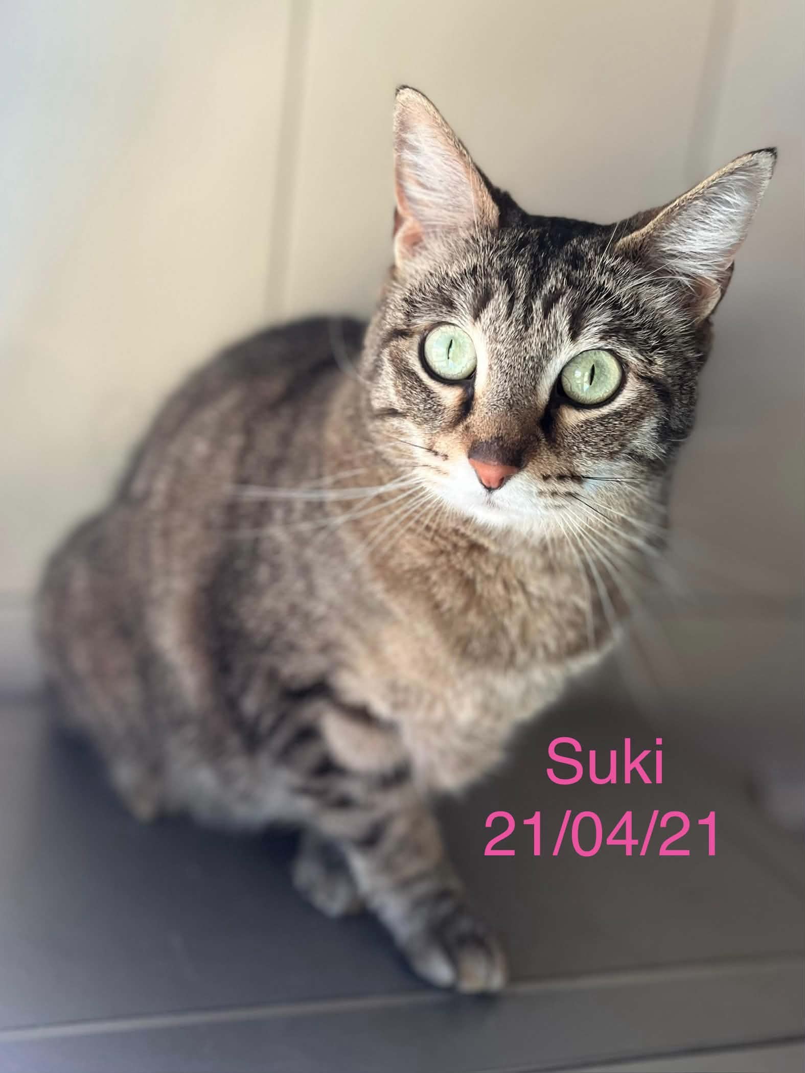 Suki photo