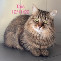 Ta&iuml;s photo