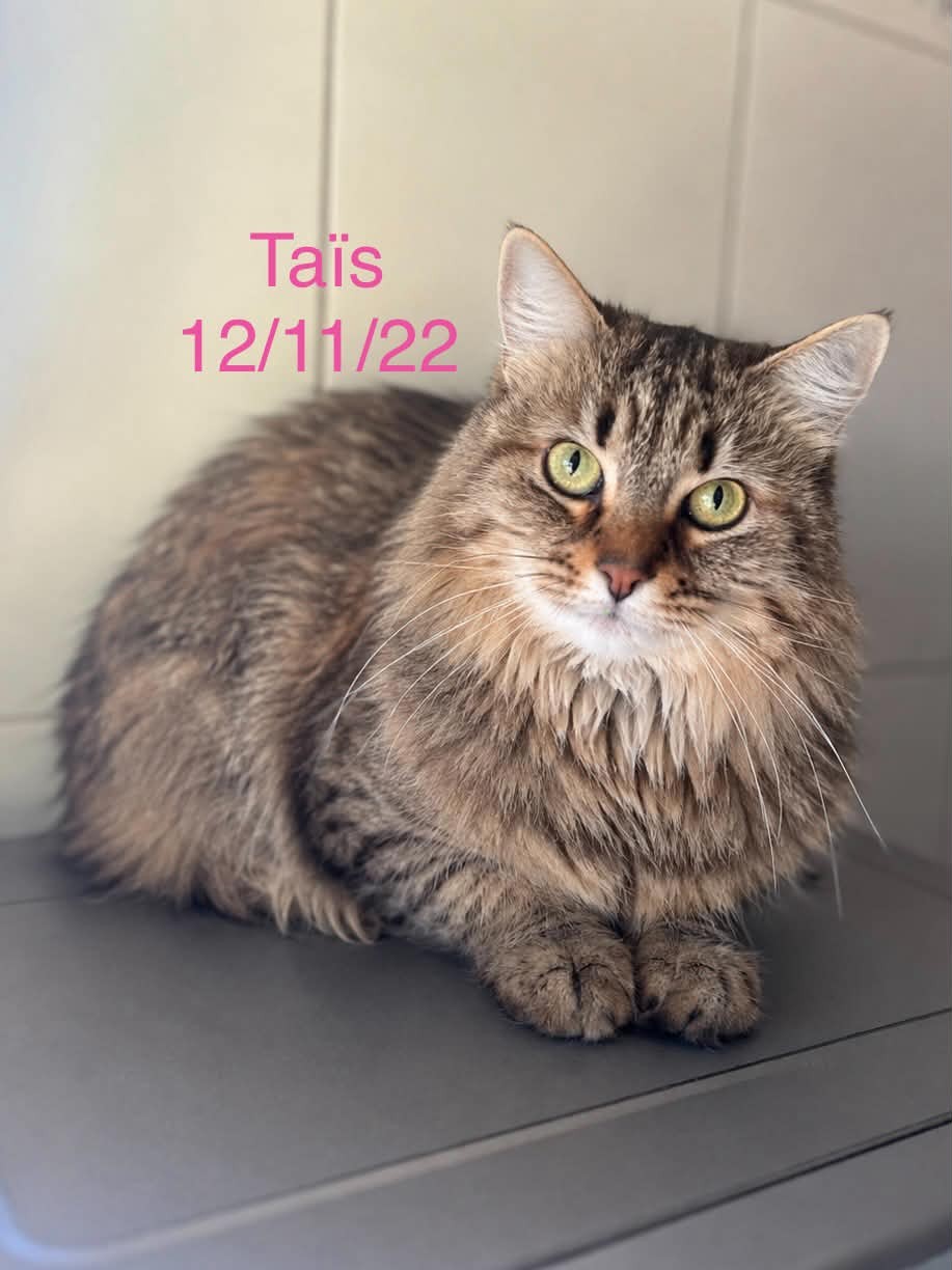 Ta&iuml;s photo