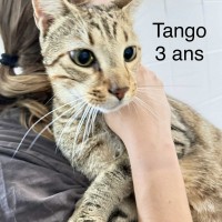 Tango photo