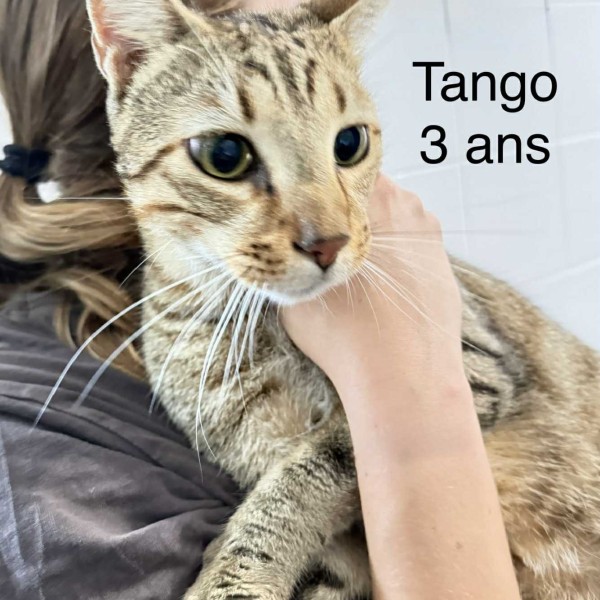 Tango photo