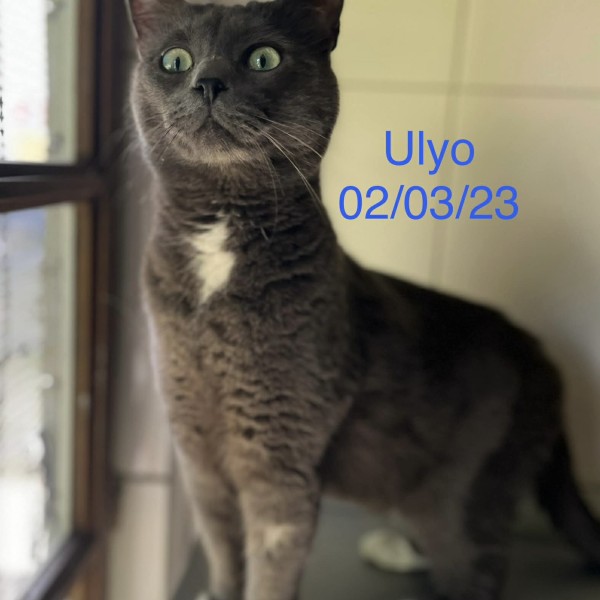 Ulyo photo