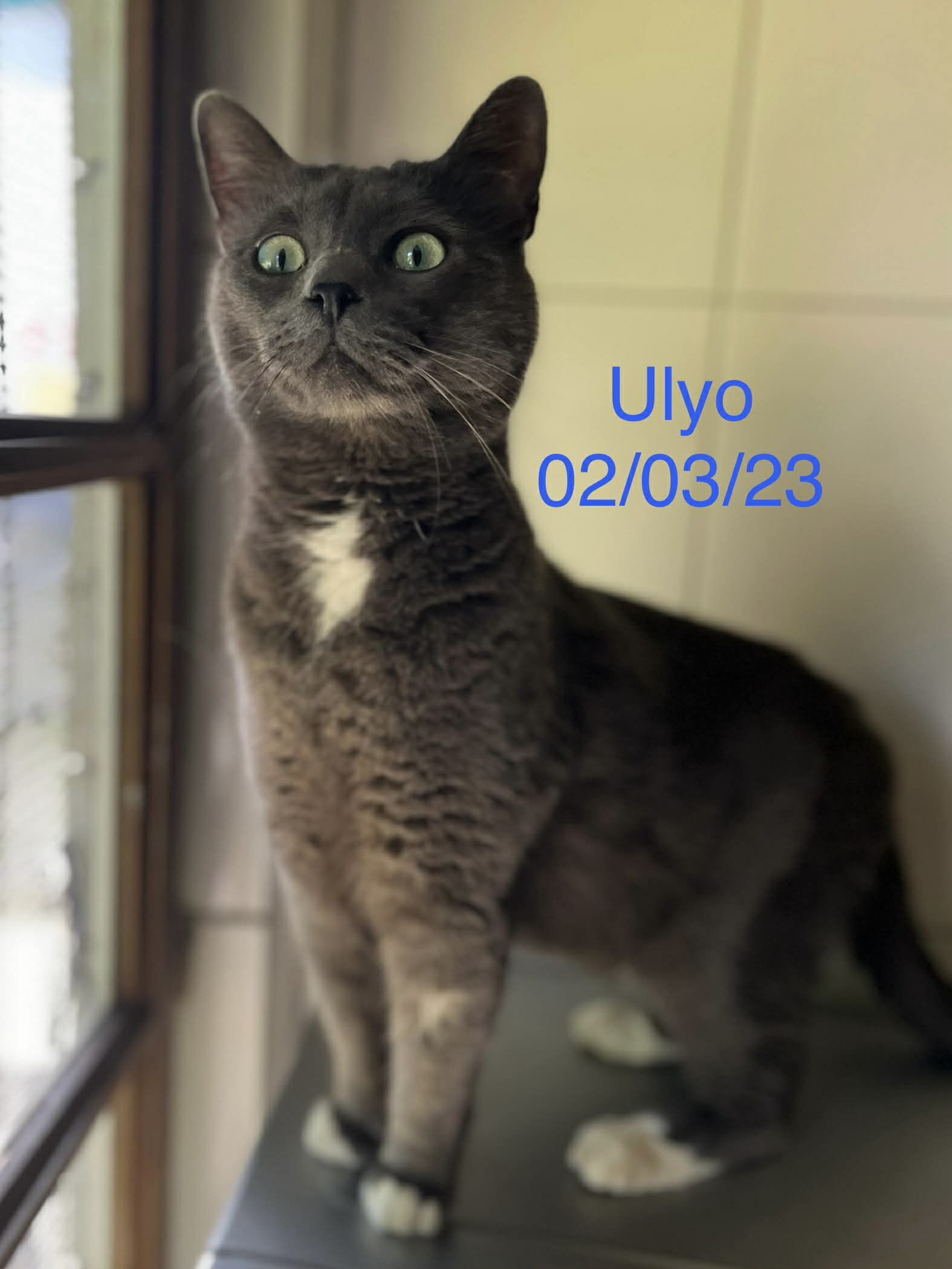 Ulyo photo