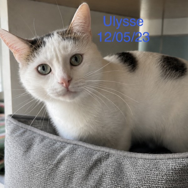 Ulysse photo