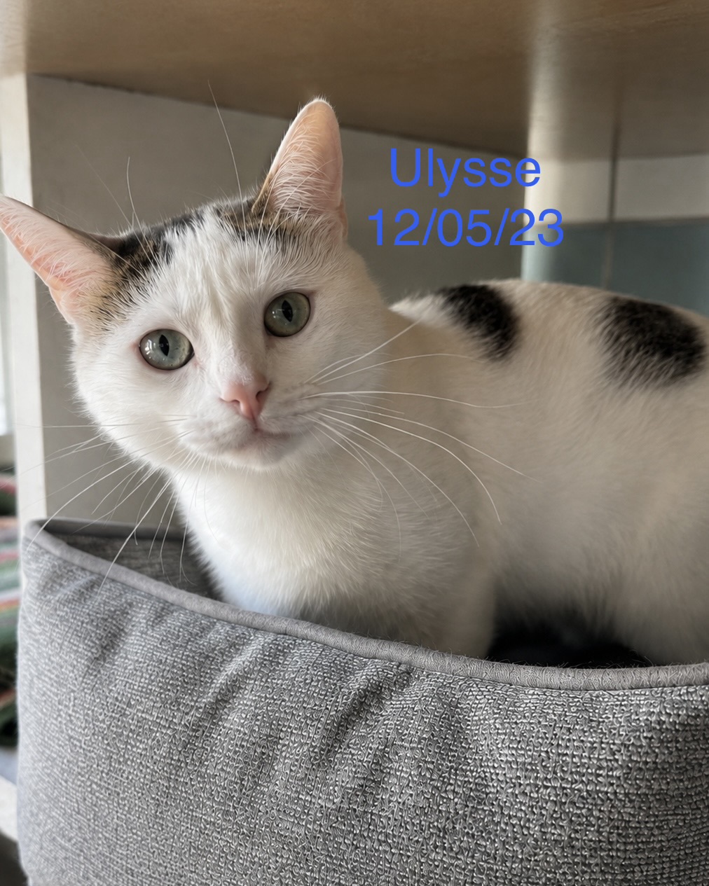 Ulysse photo