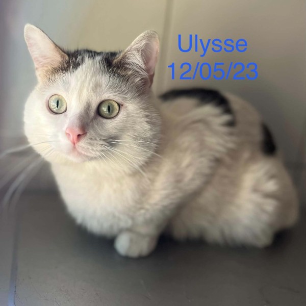 Ulysse photo