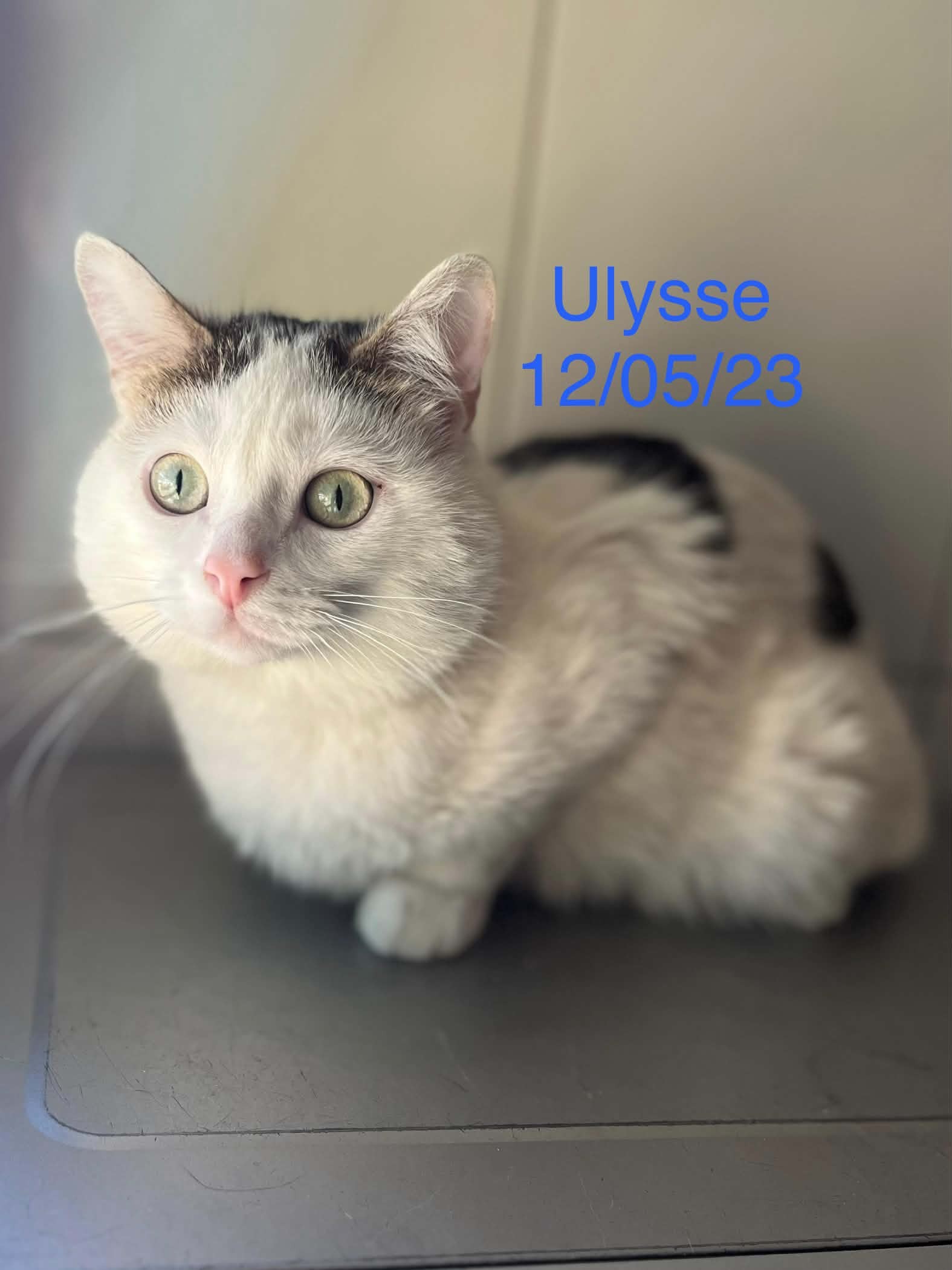 Ulysse photo