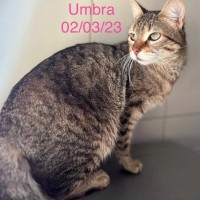 Umbra photo