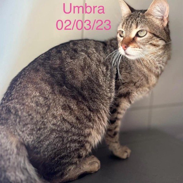 Umbra photo