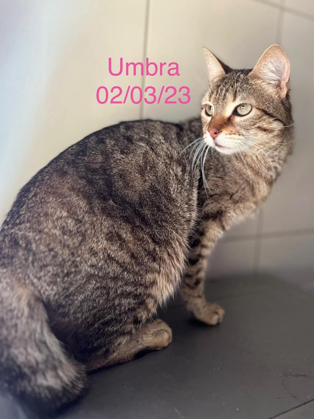 Umbra photo