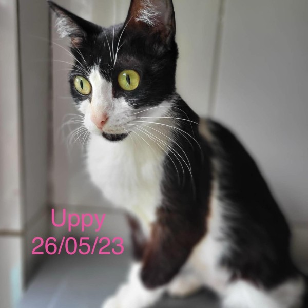 Uppy photo