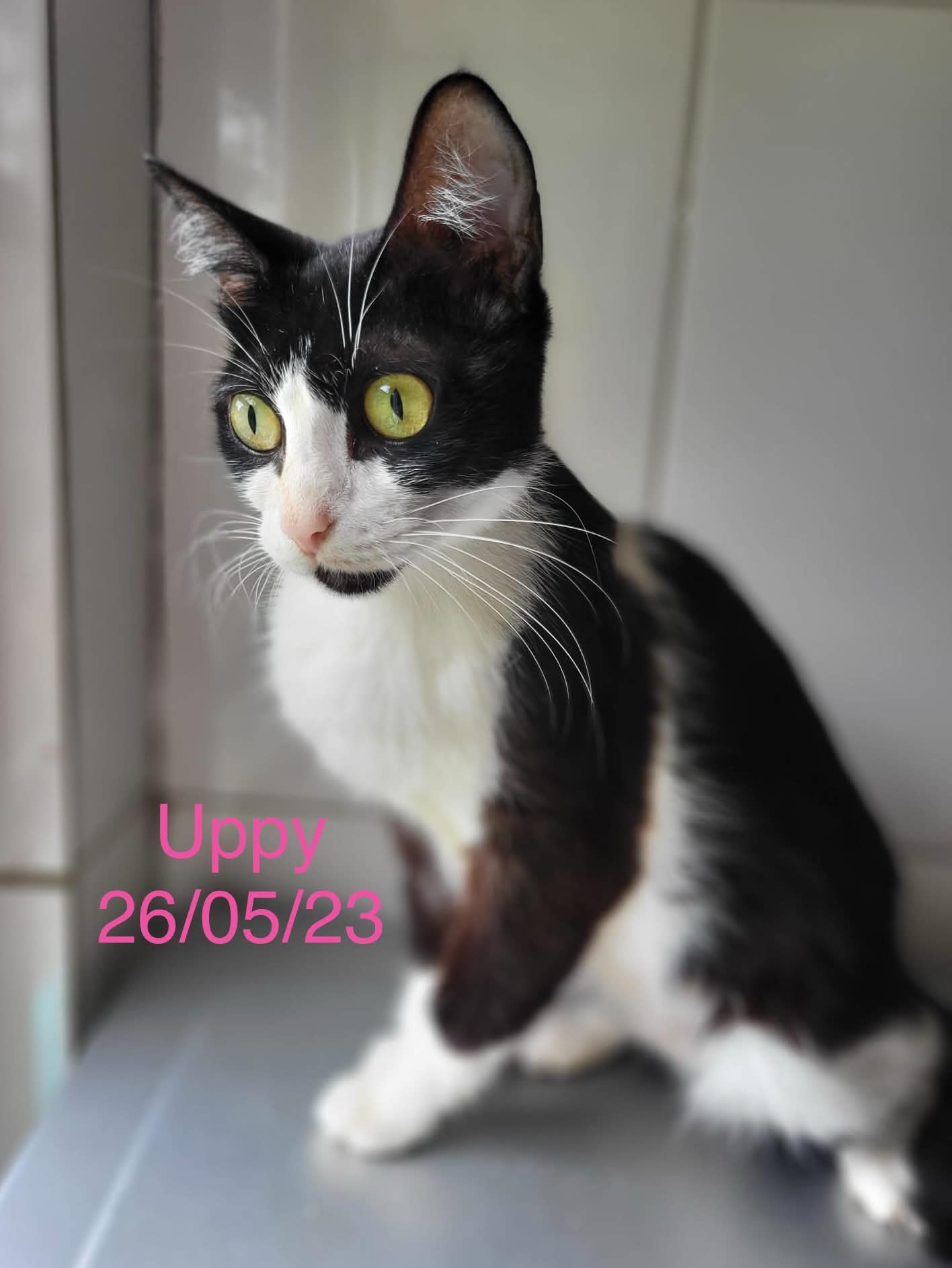 Uppy photo