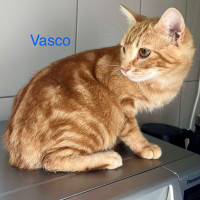 Vasco photo